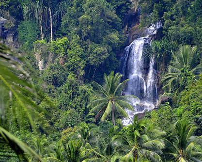 tropical rainforest biome info
